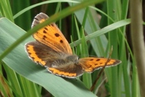 Vuurvlinder